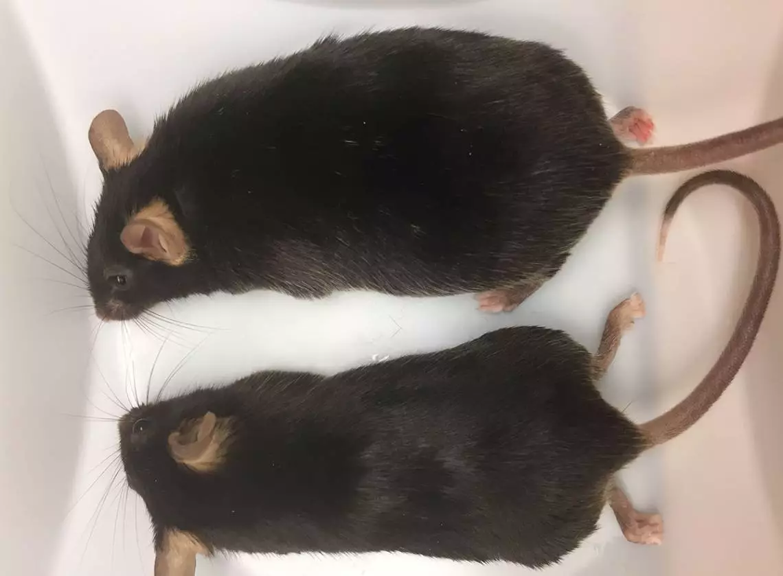 The mouse on top holds the mutated ankyrin-B gene while the mouse below is healthy and notable skinnier