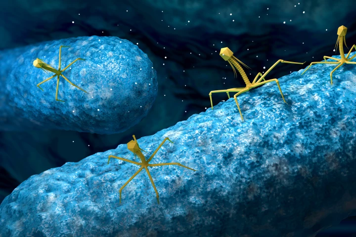 Researches may have found a way to make phage treatment more viable