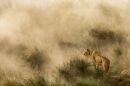 Finalist - Nature. Lioness in a sandstorm, on the banks of the Mara River, Kenya