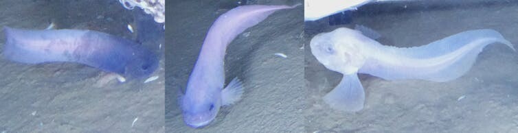 The new species of Atacama snailfish in action