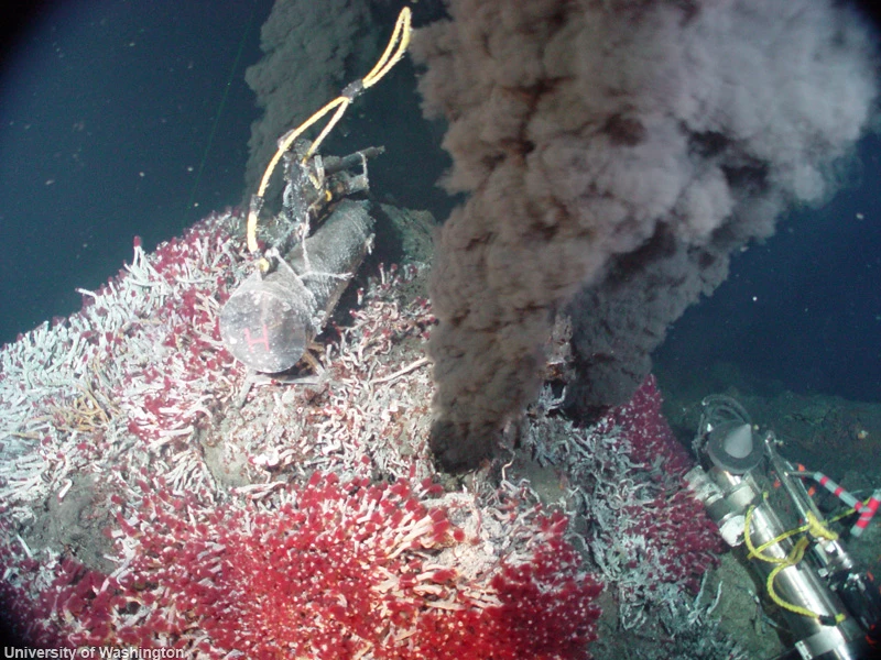 NEPTUNE Canada: A volcanic vent on the Endeavor Ridge