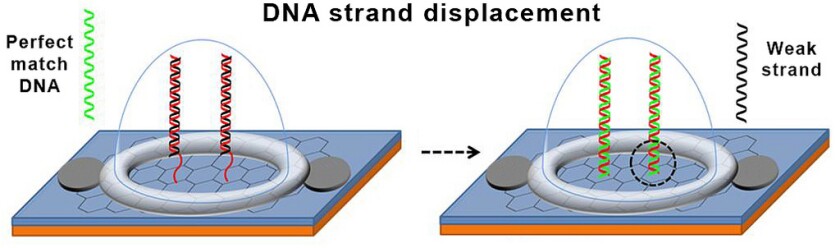 The DNA probe contains a double helix with two complementary DNA strands that have been altered so that they do not bind strongly to one another