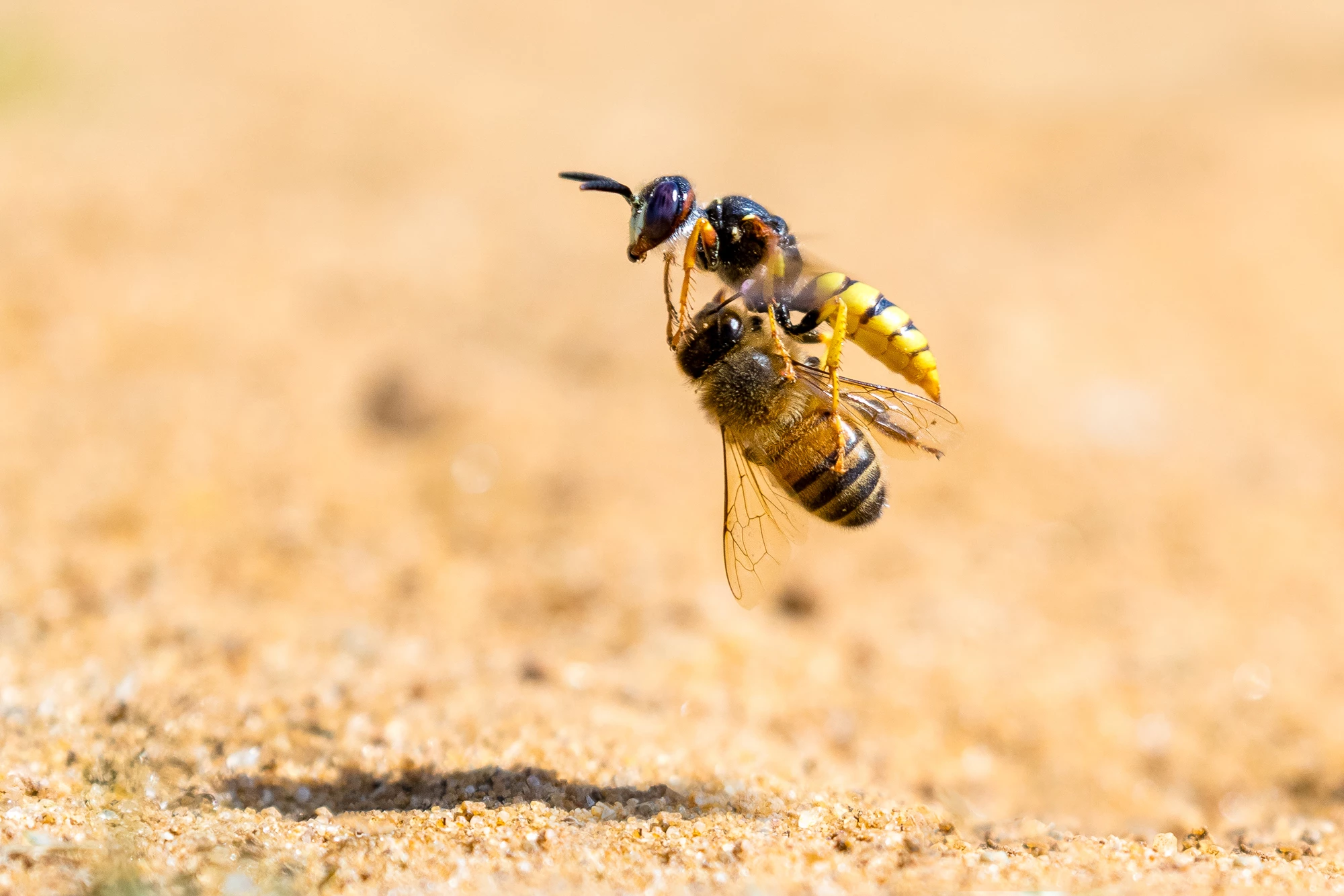 Nature TTL Photographer of the Year. A wasp carries away its prey, a poor unsuspecting honeybee