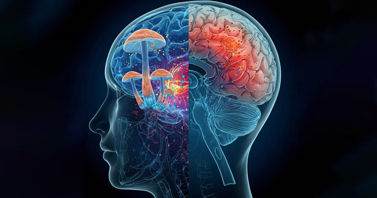 Studie legt nahe: Psilocybin ist eine wirksame Behandlung wiederholter ...