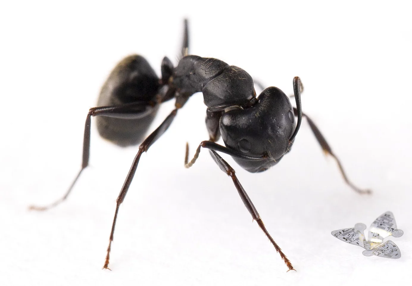 The tiny new winged microchip, next to an ant for scale