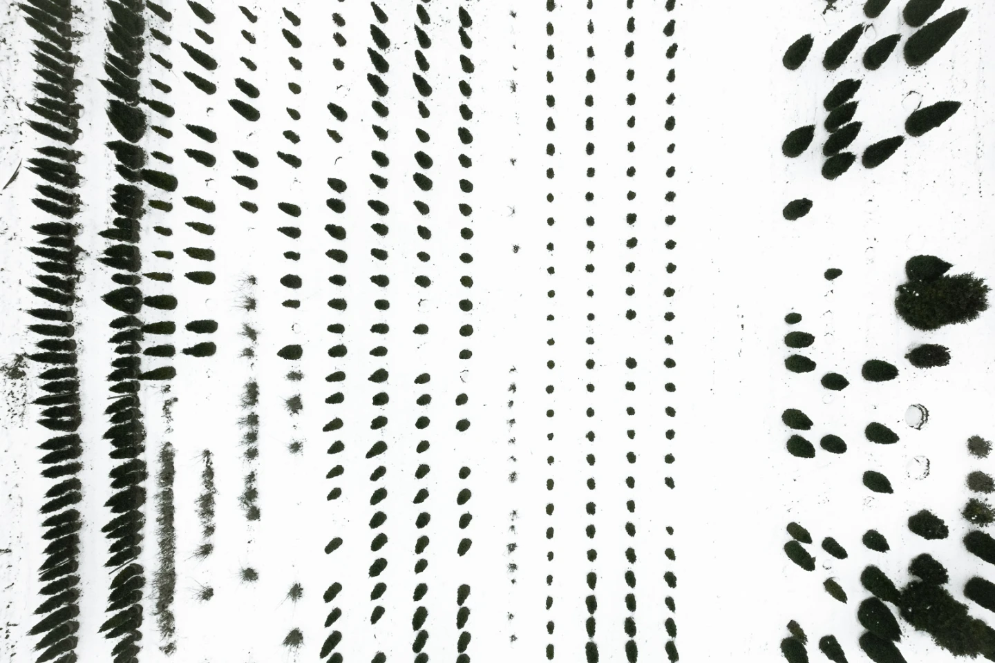 The Botanical Series: A look at reforestation tree nurseries in Germany where young trees are cultivated
