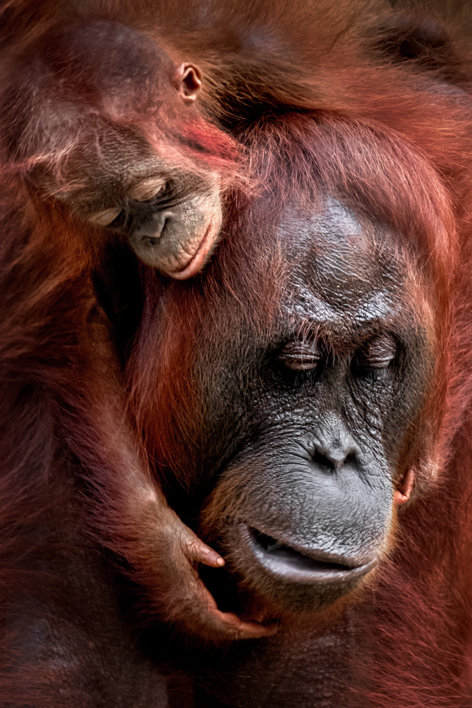 Shortlist, Natural World & Wildlife, Connection. A mother and baby orangutan interacting in Tanjung Puting National Park, Borneo, Indonesia