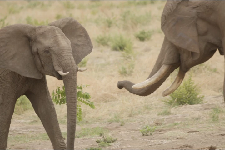 A male and female elephant greet each other
