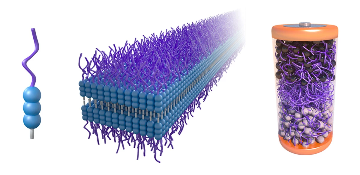 A rendering shows (left) the mPEGAA molecule designed by researchers, (middle) how the molecules self assemble into nanoribbons, and (right) how the molecules are used for the electrolyte