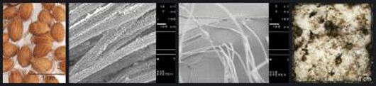 From left: Dypsis rivularis seeds; Electron microscope image of the seed surface; Electron microscope image of the artificial surface; Artificial surface after 12 weeks in the North Sea, showing minimal fouling (Image: Biomimetics-Innovation-Centre (B-I-C), University of Applied Sciences)