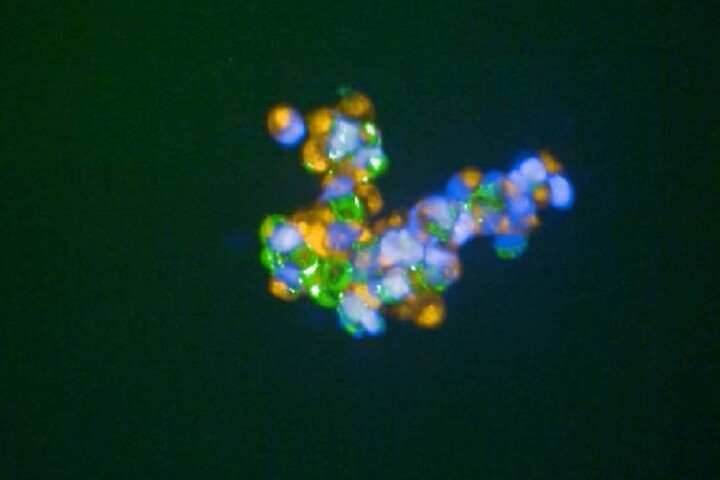 A microscope image of cells sticking together through the use of synthetic "cellular glue"