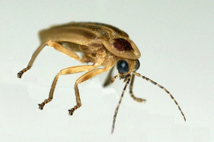 A Photuris firefly, which was the focus of the research (Photo: Optics Express)