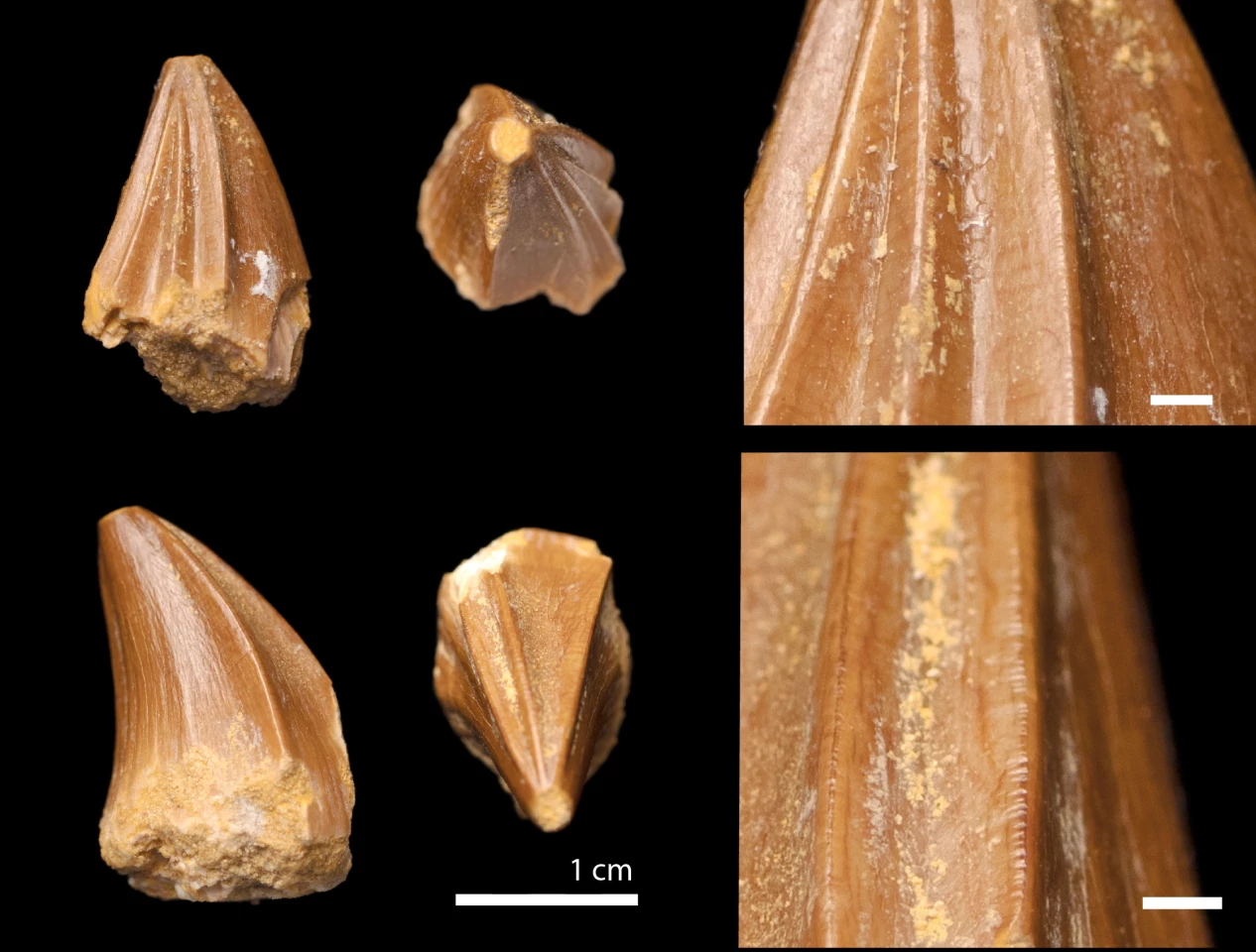 The vertical blades on the mosasaur's teeth, resembling the tip of a Phillips-head screwdriver, are what makes Stelladens mysteriosus unique