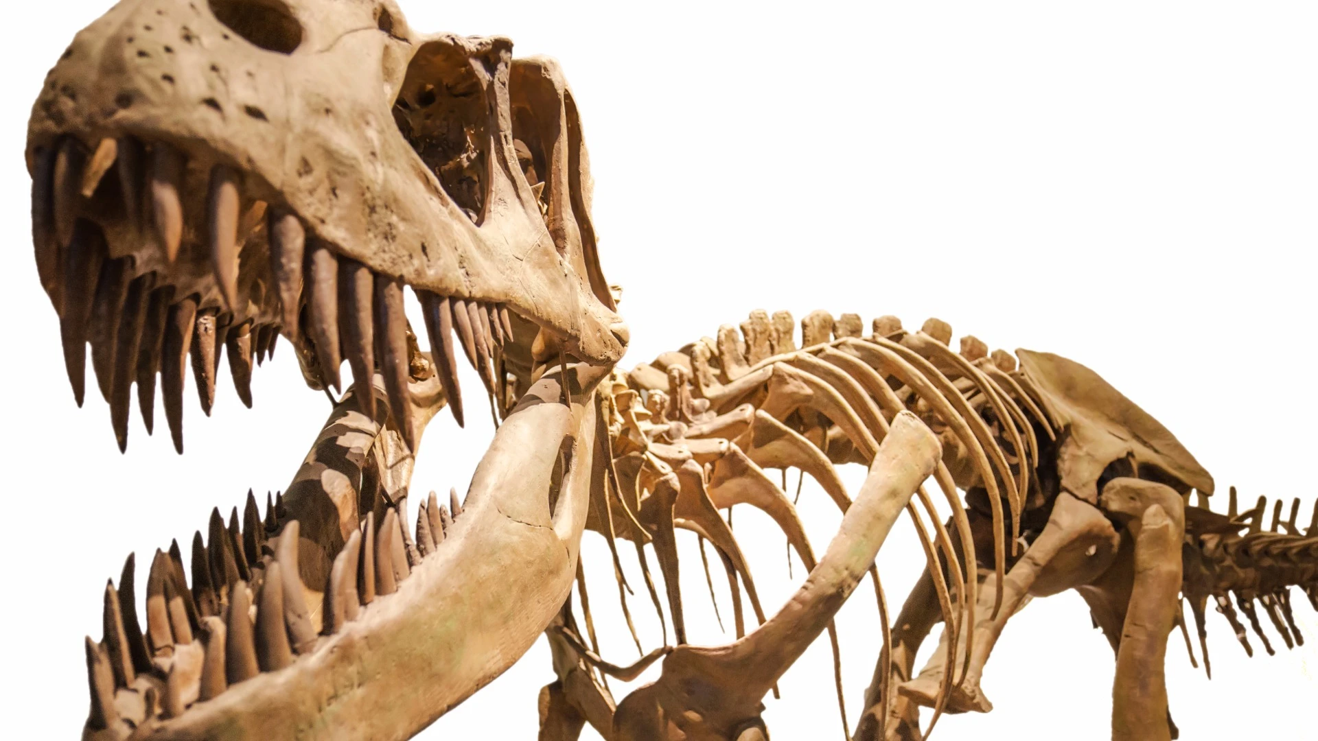 Preserved collagen from T-rex bones caused a stir in 2008, but new research has found the proteins were probably the result of modern contamination