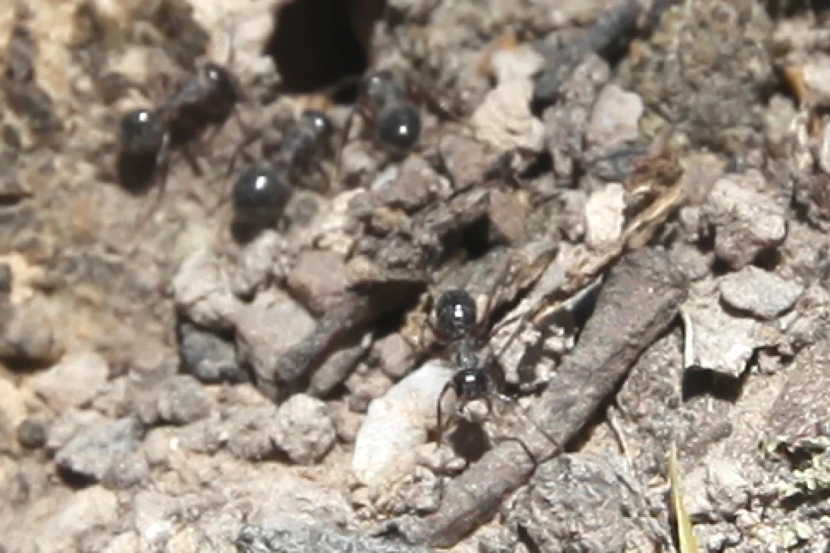 Ants inspire military strategy software