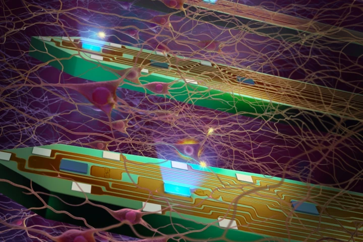 The LED probes can both activate individual neurons, and detect subsequent responses in neighboring neurons