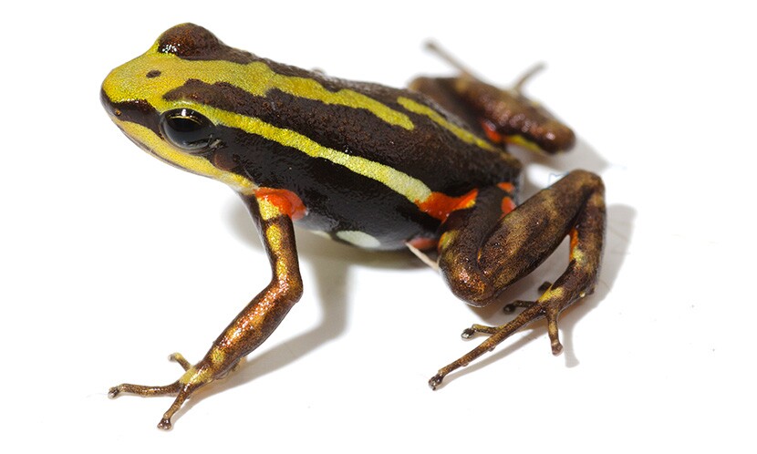 Toxins found in some frogs, such as the phantasmal poison frog, could hold important lessons for pain relief in humans