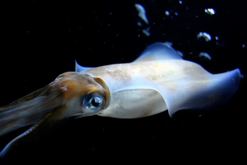 Squid-inspired robotic muscles heal themselves in a second