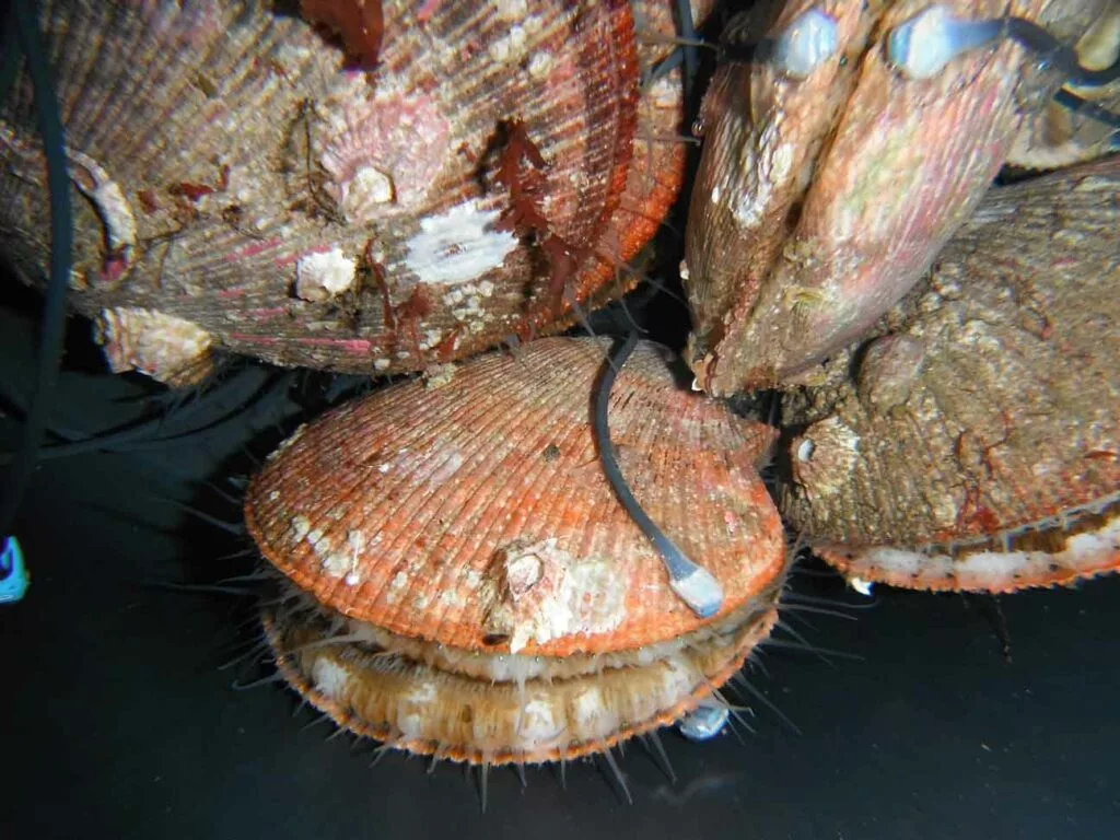The electromagnets are reportedly light enough that they don't affect the mollusks' natural behavior