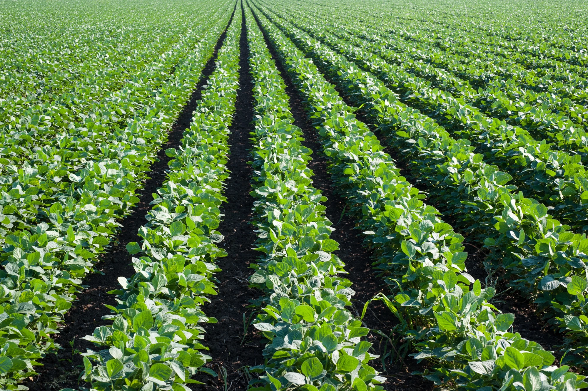 The application of dust produced via "enhanced rock weathering" has been found to significantly increase soybean and maize yields
