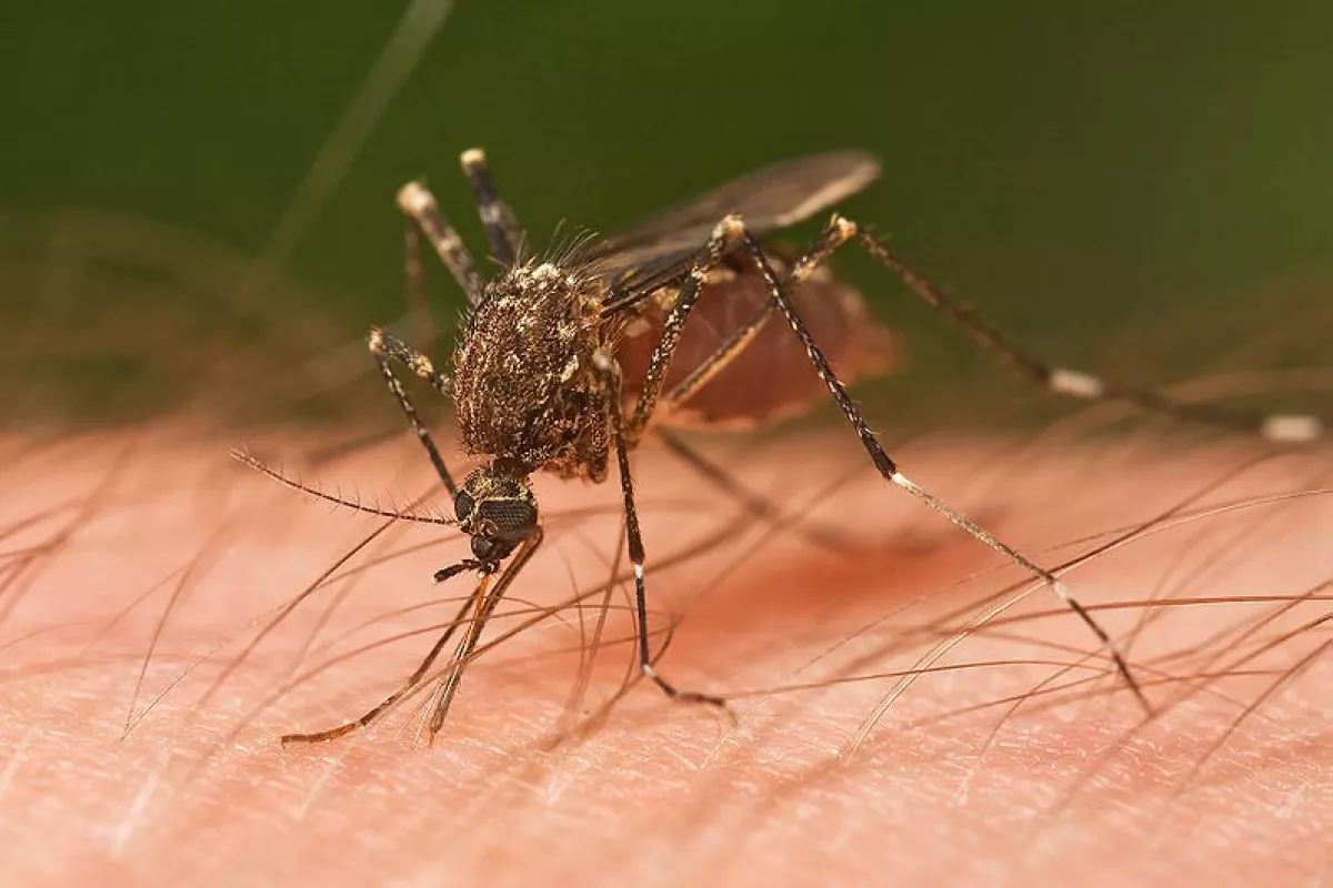 A female mosquito feeding on a human arm: could this pest's days be numbered?