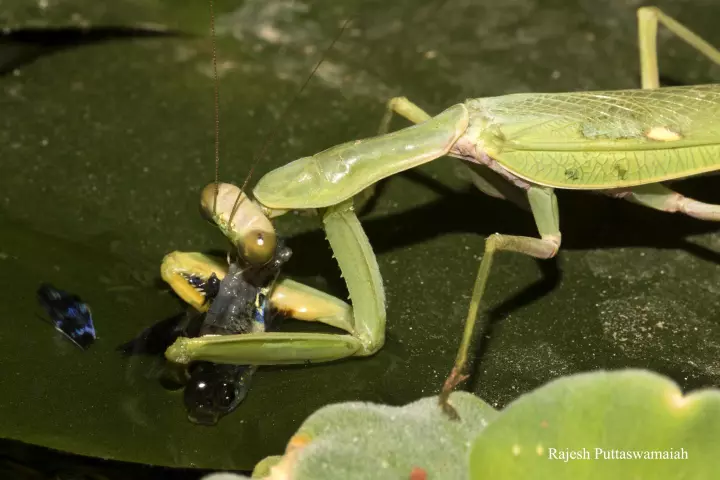 The fish-eating praying mantis chows down on its catch