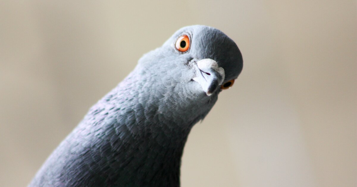 What do immune cells have to do with a bird's internal GPS? A lot, according to a new study