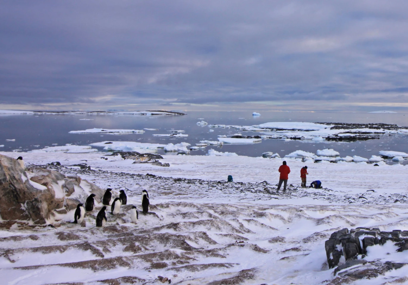 Researchers on Antarctica's Edwards Island beach collect sea shells and penguin bones