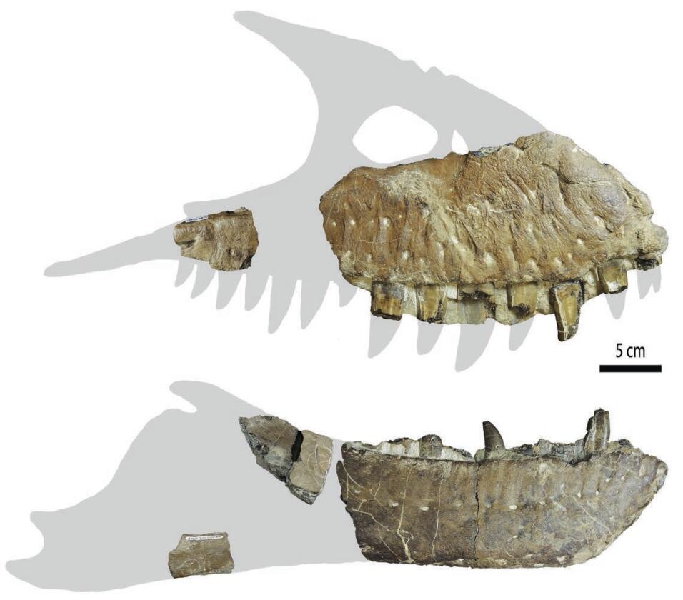 Thanatotheristes jawbones