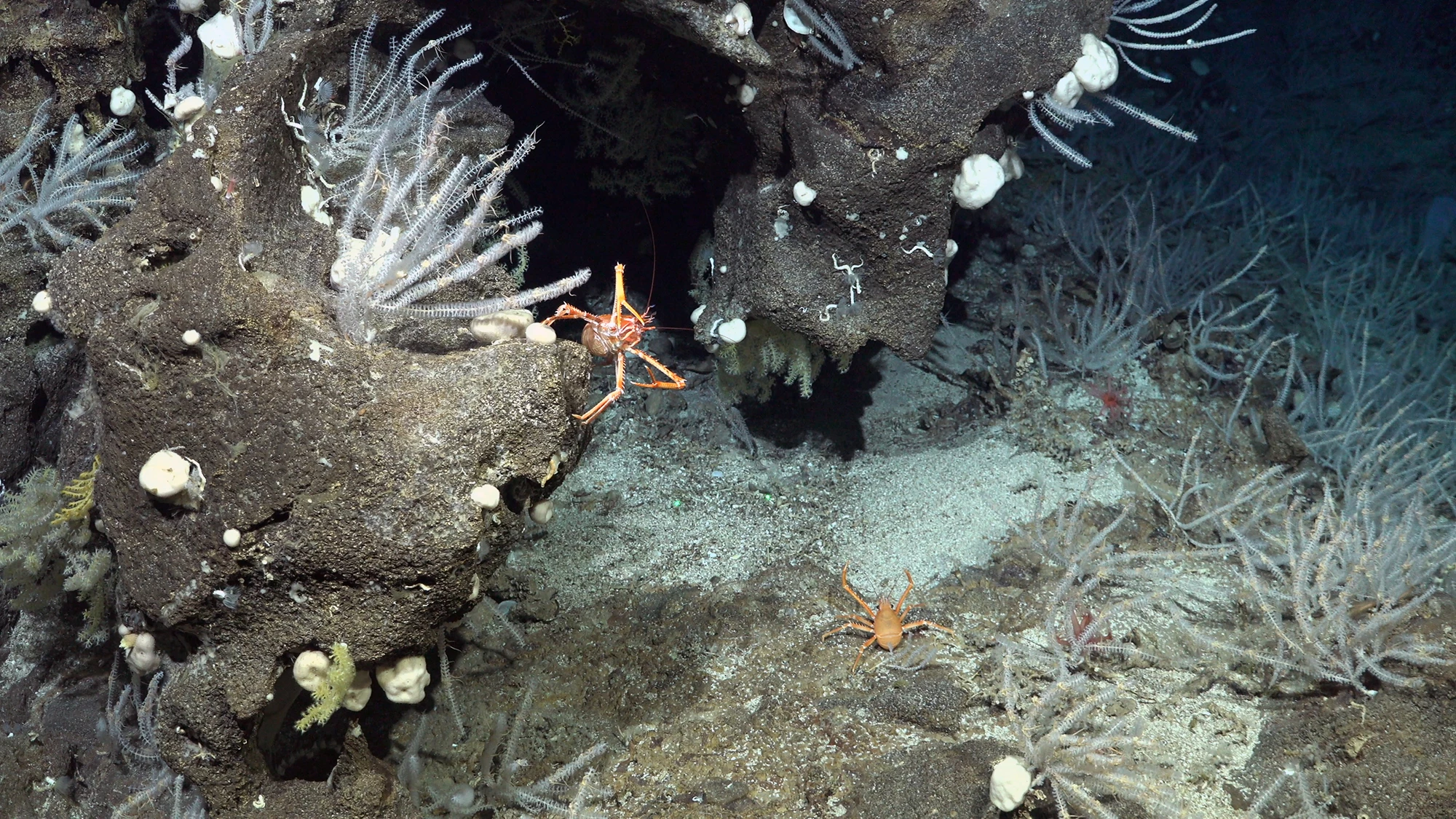 A squat lobster in a coral garden located on the southwestern flank of Rapa Nui