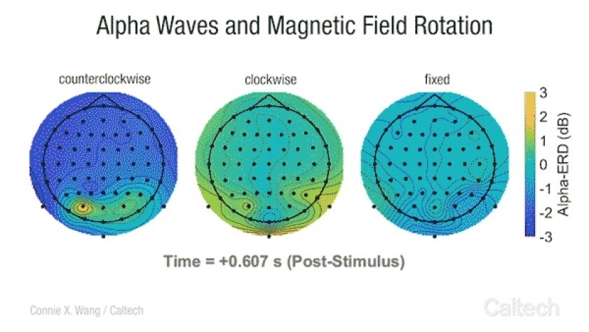 The image on the left shows how drastic a drop the participants' alpha brain waves were (dark blue is the biggest dip) in the milliseconds after magnetic stimulation