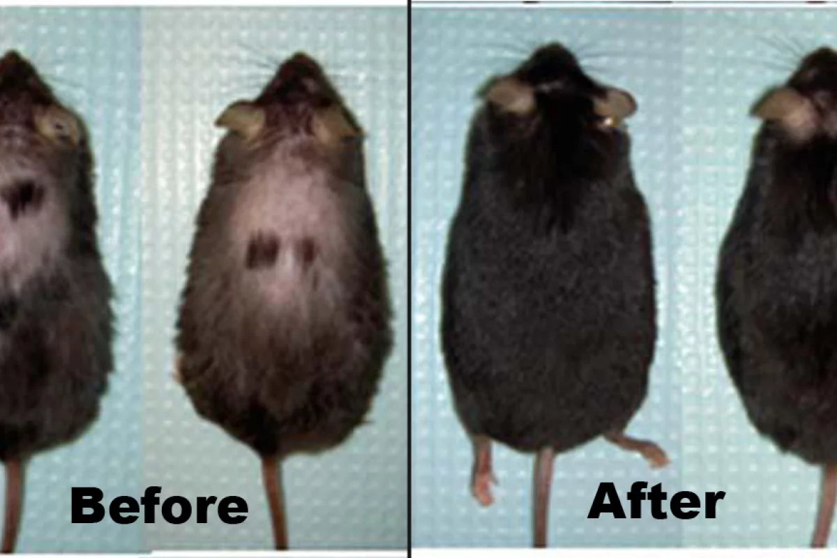 The mice before and after injections with astressin-B