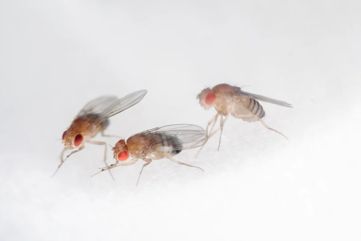 Fruit flies have been tested in space to see whether microgravity and artificial gravity affects their health in different ways