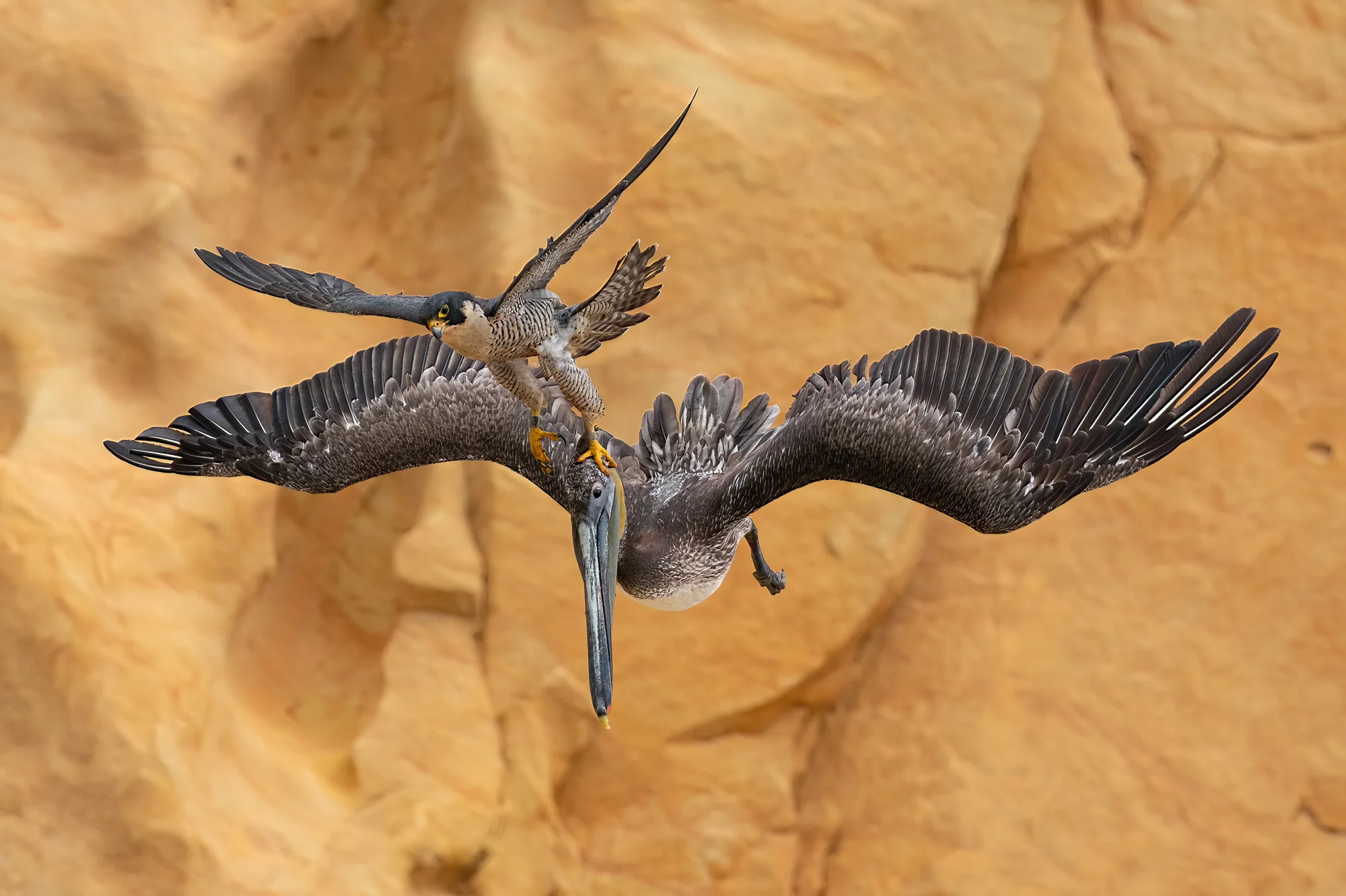 "Grab the Bull by the Horns," overall winner of Bird Photographer of the Year awards