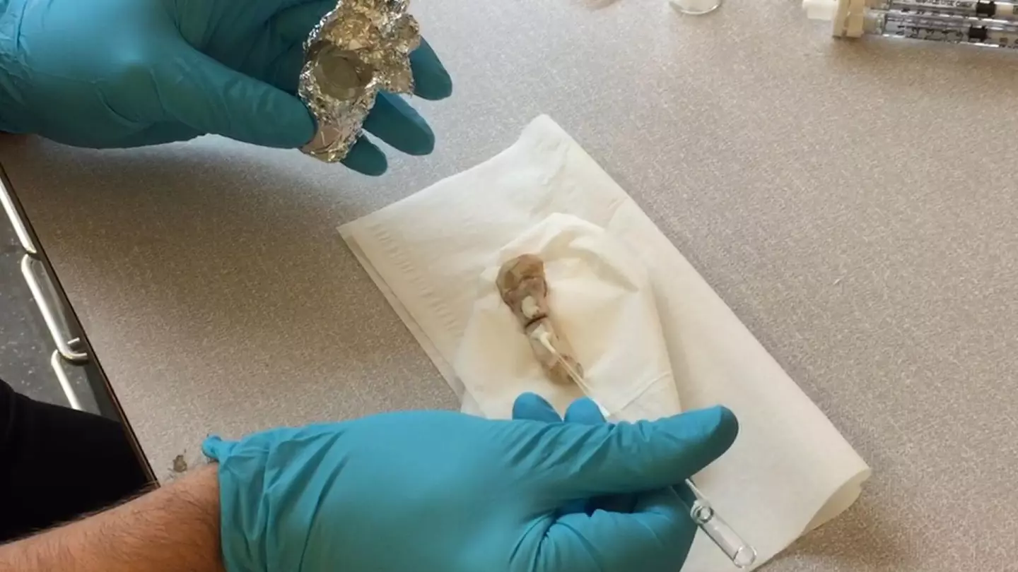 The resin is applied to a rat bone