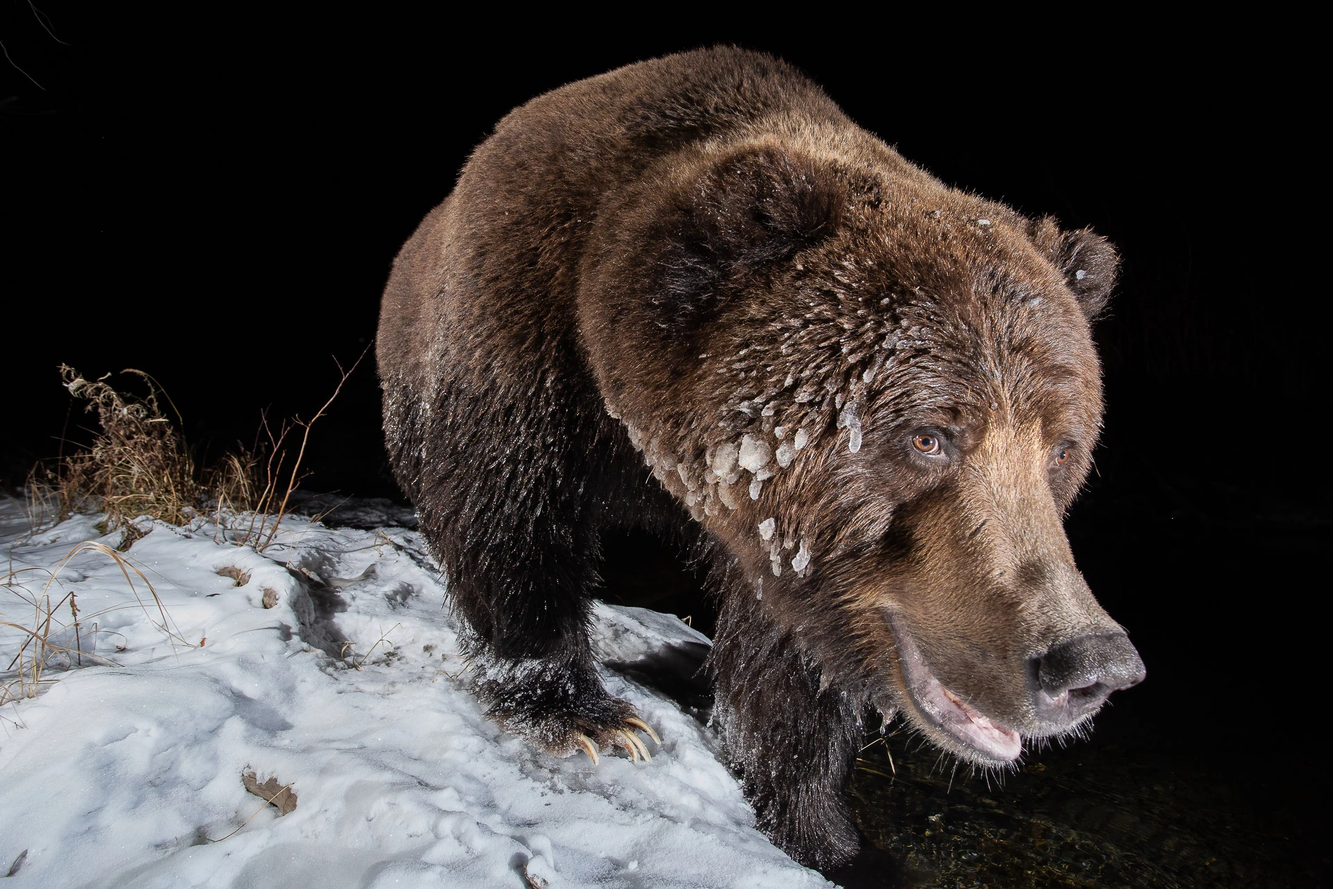 Camera Traps - Winner. "Ice Bear". Klukshu, Yukon, Canada