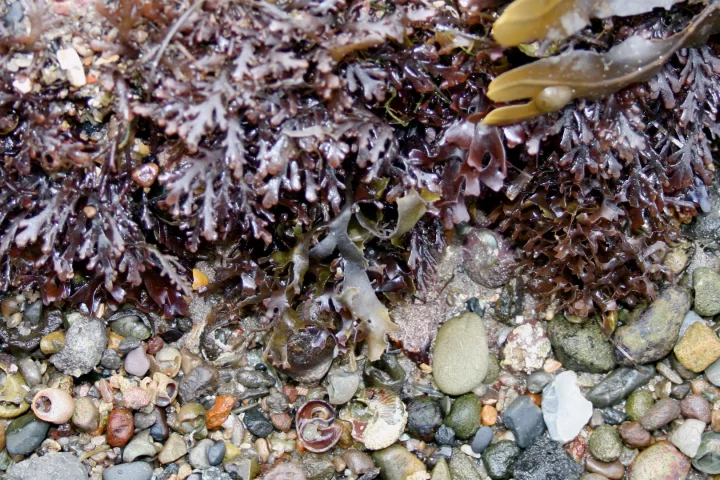 Dulse seaweed – a good source of MAAs