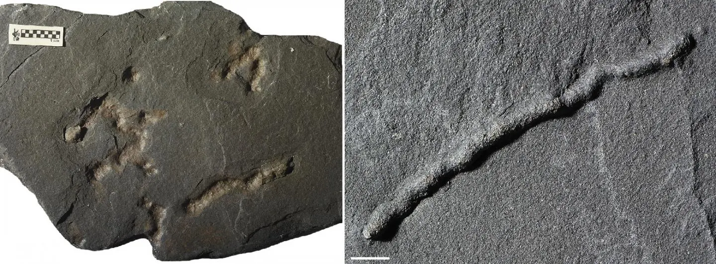 The newly discovered fossils were found in Gabon in Africa, and take the form of tiny tubes with a diameter of a few millimeters