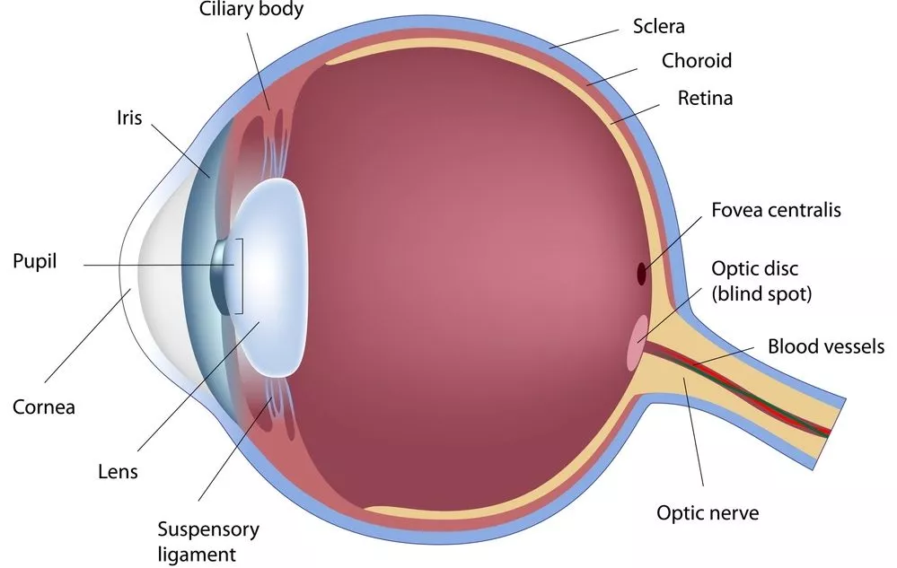 The corneal limbus is located where the cornea (labeled, at left) joins the sclera (blue area around the outside of the eye) (Image: Shutterstock)