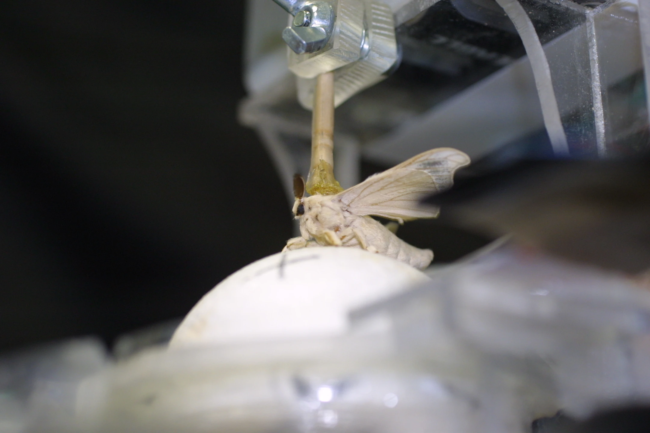 A total of 14 male moths were put “behind the wheel” (or above it, to be precise), and they were all able to guide the robot to the pheromone source