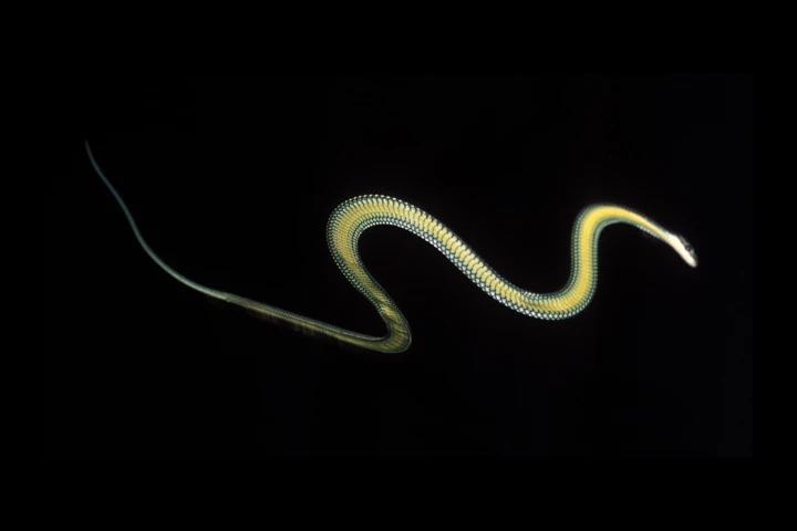 Flying snakes are actually very gifted gliders, not unlike flying squirrels (Photo: Jake Socha, Virginia Tech)