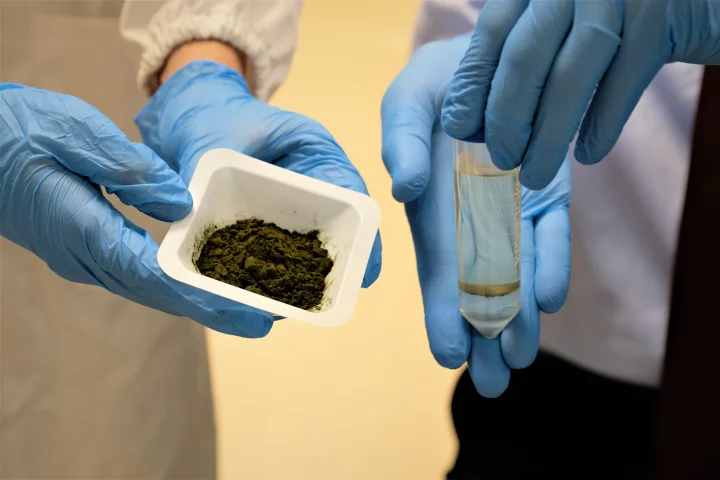 Powdered micro-algae that has been washed, dried, and treated with methanol (left), alongside a vial of oil produced by the algae