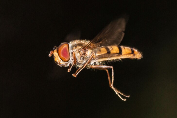 The hoverfly detects and tracks its prey in low-light environments using signal-to-noise boosting circuits in its visual systems. Researchers have now found these systems deliver equally impressive results with audio data