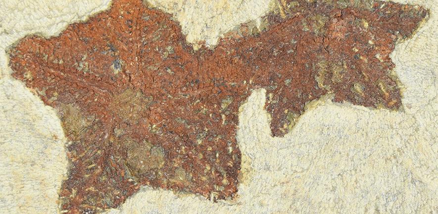 The fossils are currently housed in the collections of Yale University, the University of Lyon 1, and the National Museum in Prague
