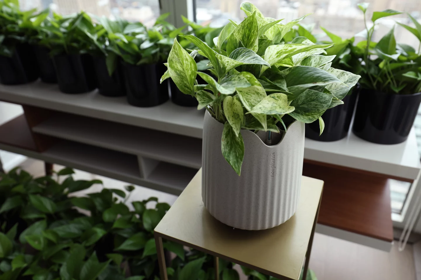 Air-purifying pothos plants work almost 30X better with microbial boost