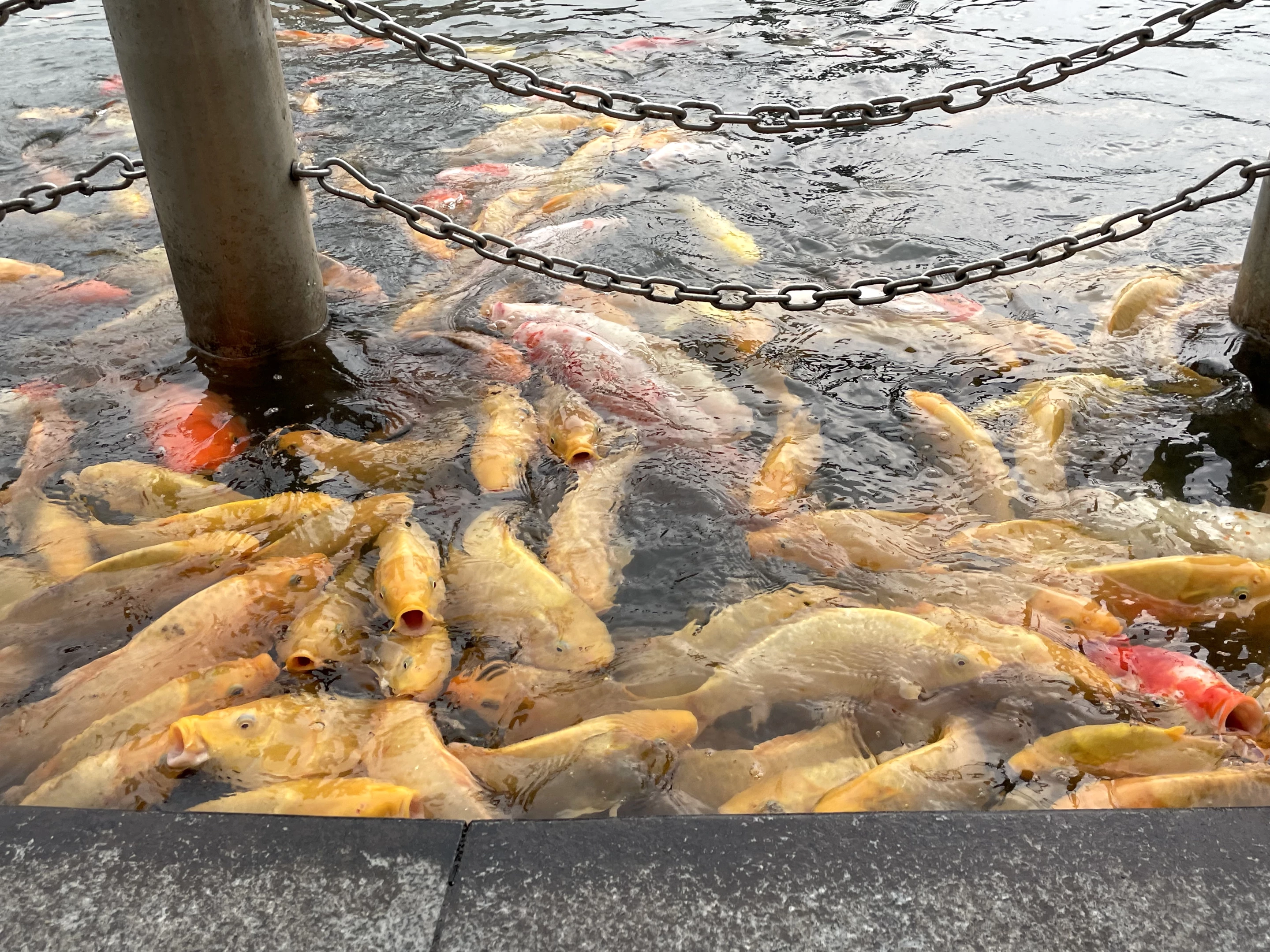 You can also feed some of the largest koi I have ever seen for 5 RMB (less than 75 cents). I would have stayed there longer, but they had an enormous area of water throughout the park to forage in