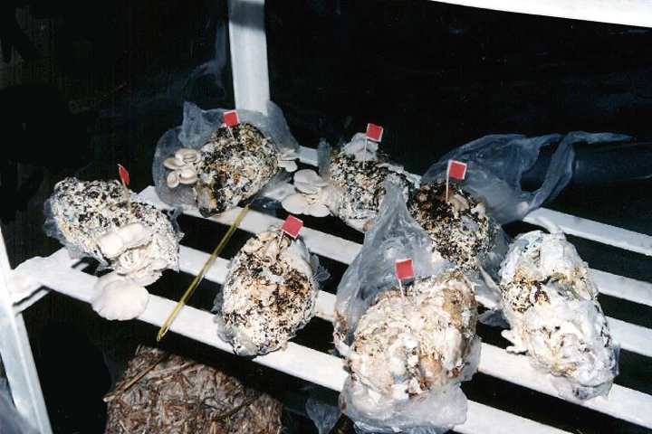 Mushrooms grown in used diapers help reduce waste volume by up to 80 percent