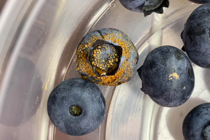 A dish of blueberries infected with Colletotrichum fioriniae fungus