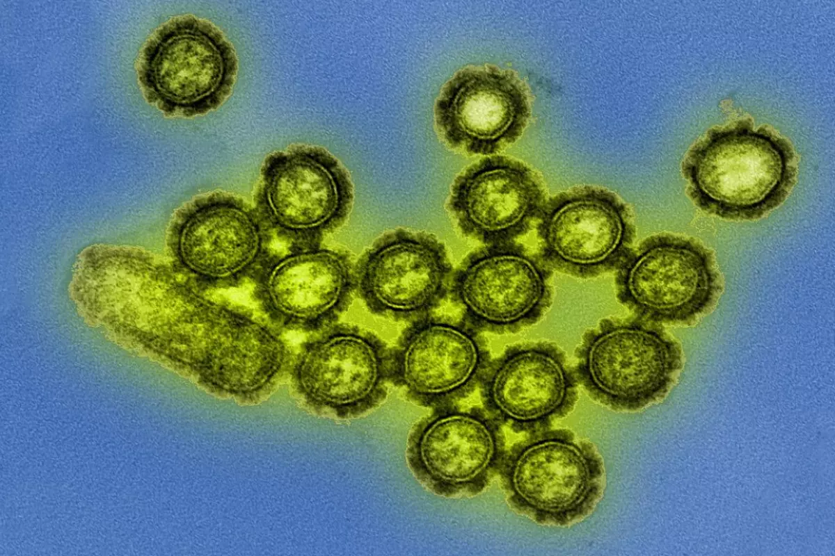 Antibiotics were found to disrupt the gut microbiome and reduce vaccine-induced antibodies developing in response to the H1N1 influenza virus