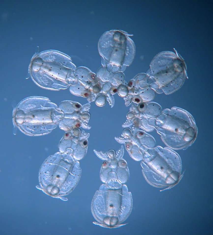 These embryos were injected with CRISPR-Cas9 at different times before the first cell division, resulting in mosaic embryos with different degrees of knockout